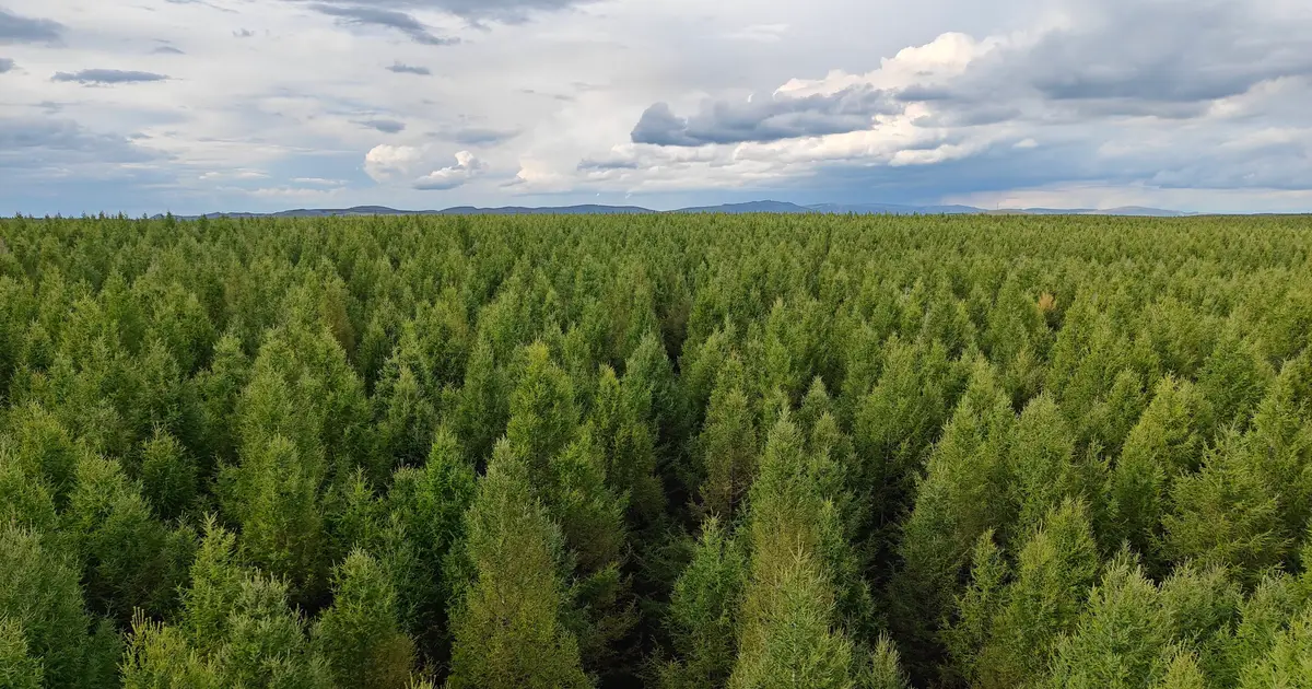 Plants boost carbon uptake through water efficiency, not heat adaptation, global analysis reveals
