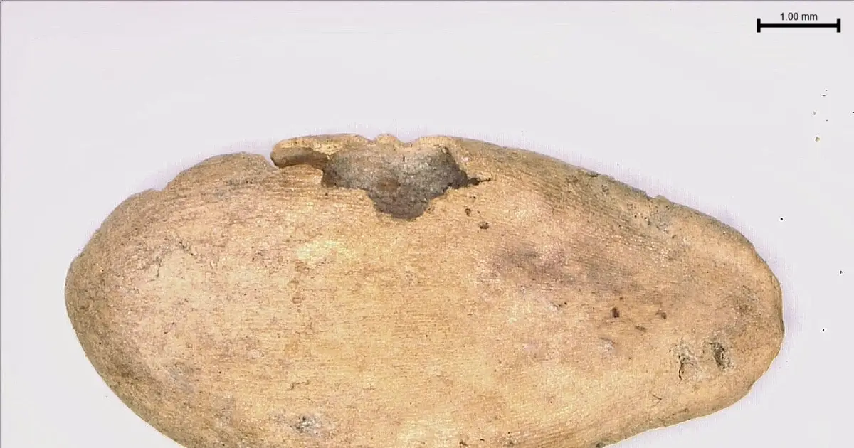 Waterlogged seeds reveal melons' ancient journey
