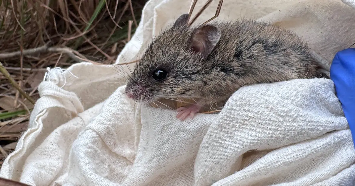 Over 10,000 traps reveal only 1 pookila in southeast Queensland survey