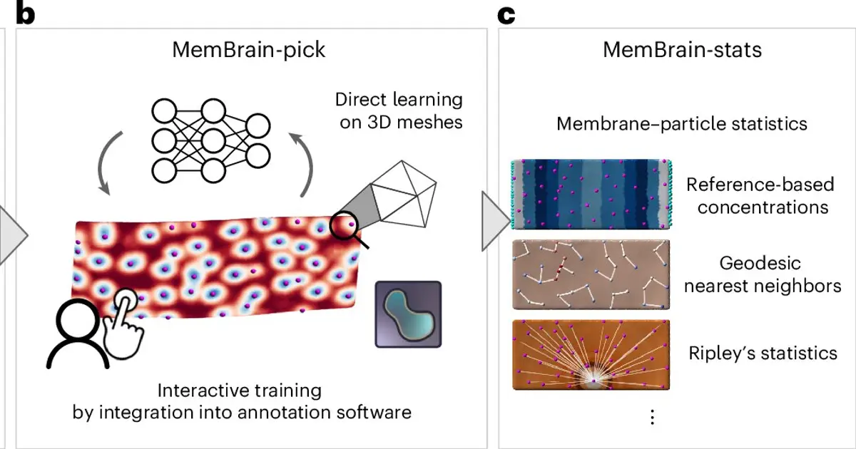 AI automates 3D membrane mapping, matching manual results in a fraction of time