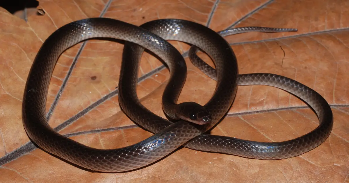 Welcome to the jungle: Newly discovered snake named after Slash from Guns N' Roses