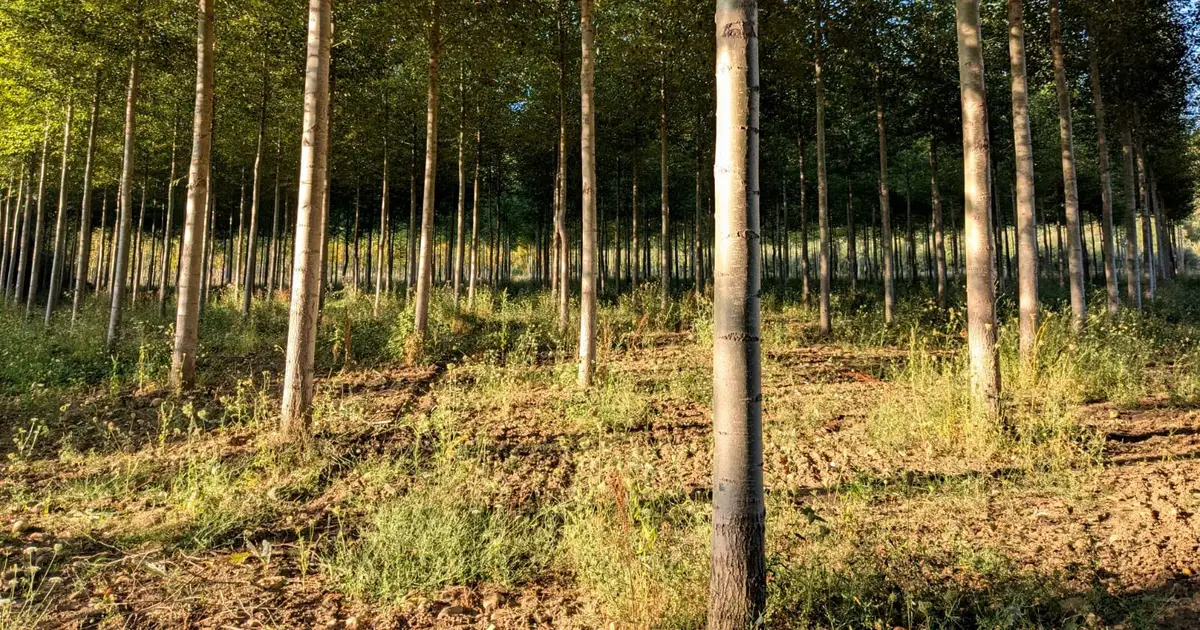 Well-placed poplar plantations can enhance forest connectivity for birds