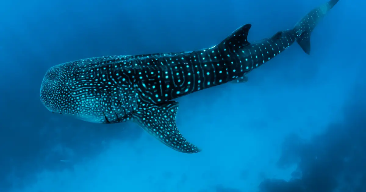 Sharks on the move expose the need for international conservation efforts