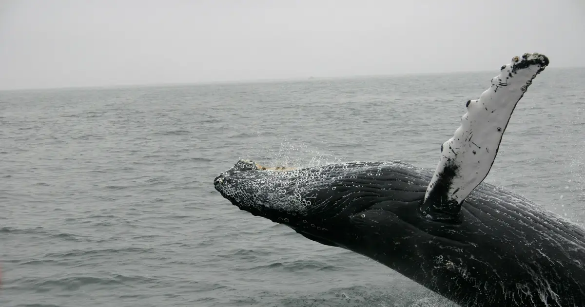 Falls in whale sightings, rare seabirds appearing—is something unusual happening in the Southern Ocean?