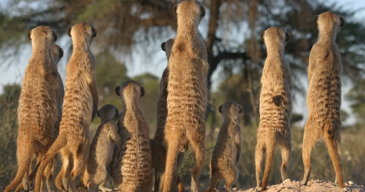 What animals do before going to war