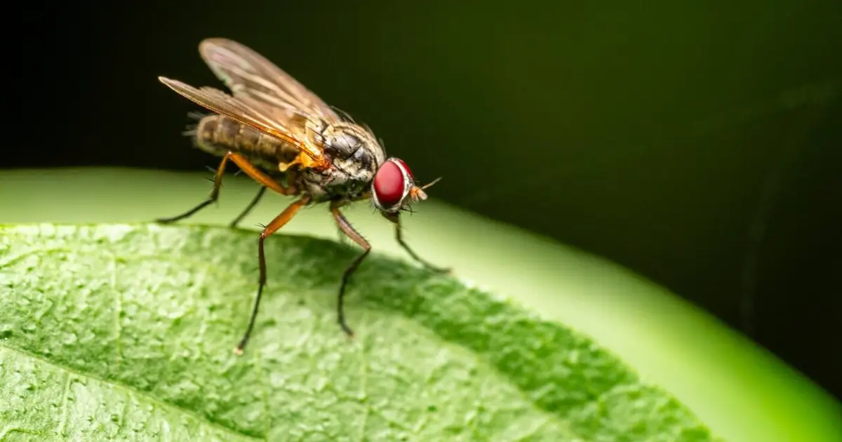 Q&A: What have decades of eradication efforts taught us about the New World screwworm?