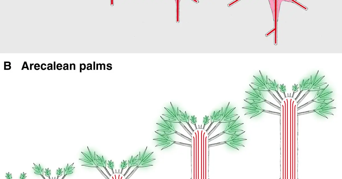 What made trees possible? New research points to drought