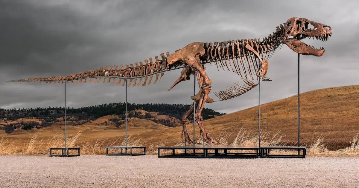 What science loses when T. rex becomes a trophy