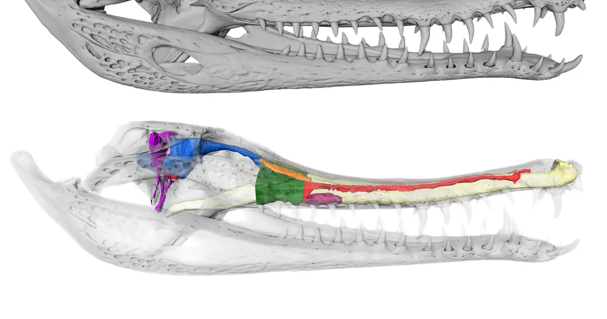 Deep inside crocodile skulls, 100 million years of brain evolution barely registers