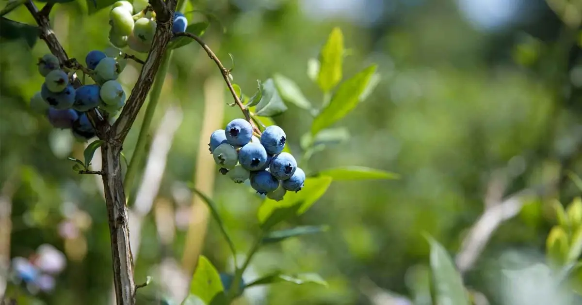 What's keeping schoolchildren from eating local foods?
