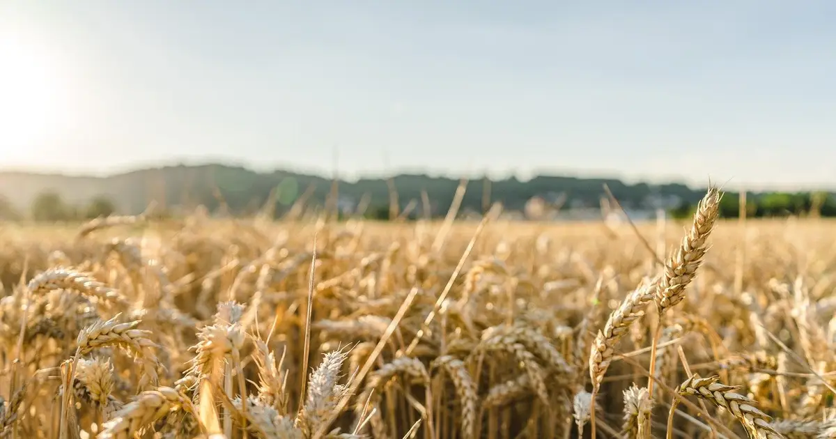 We eat a lot of wheat. So how can we grow more in a changing climate?