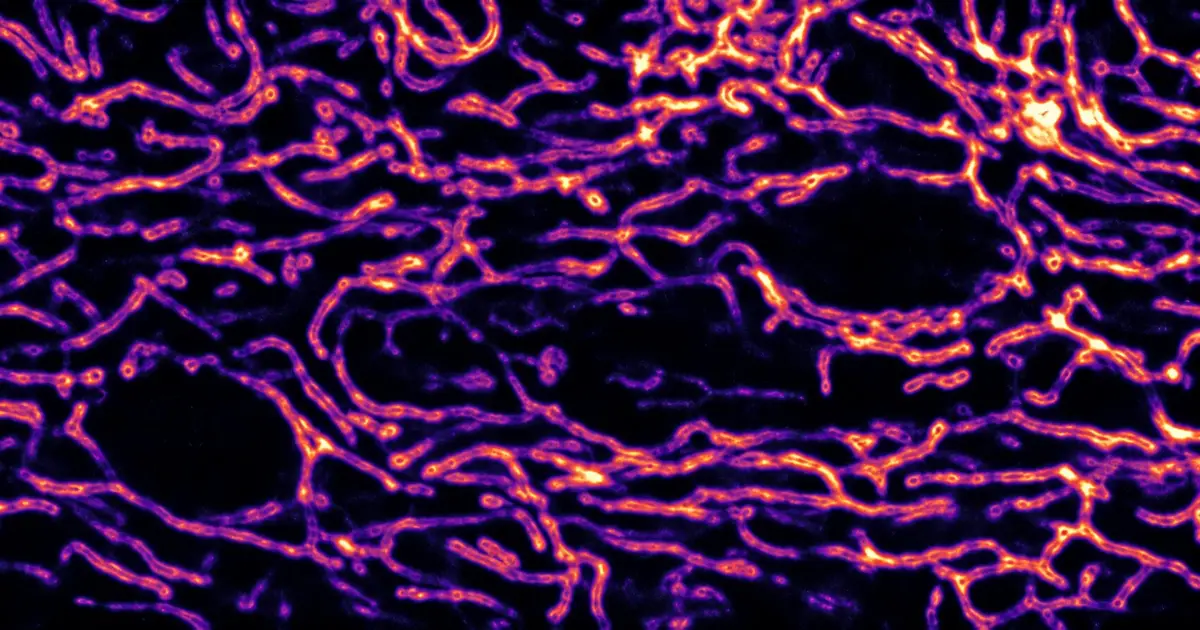 Longer lives despite mitochondrial defects? Worms rely on calcium-triggered 'cages'