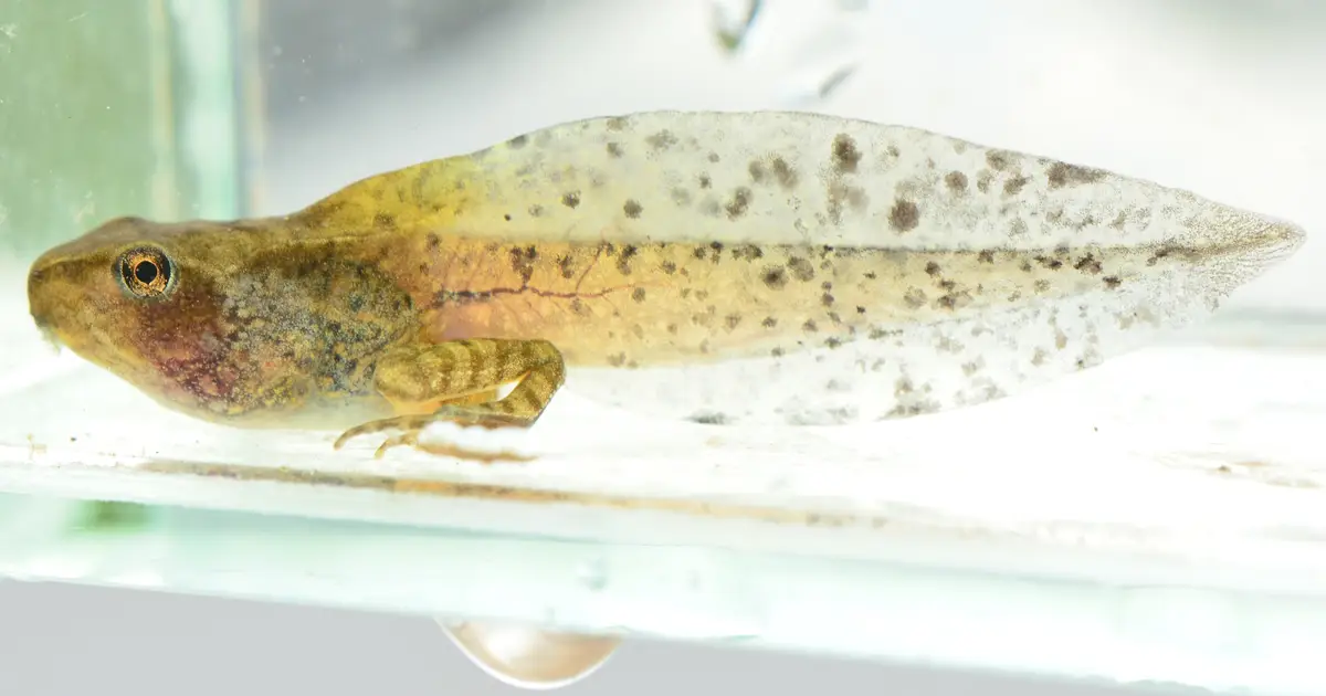 When fever isn't the answer: Infected tadpoles cool themselves to fight viruses