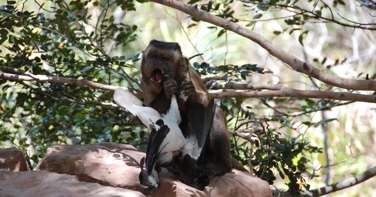When fruits and veggies are scarce, monkeys hunt for meat