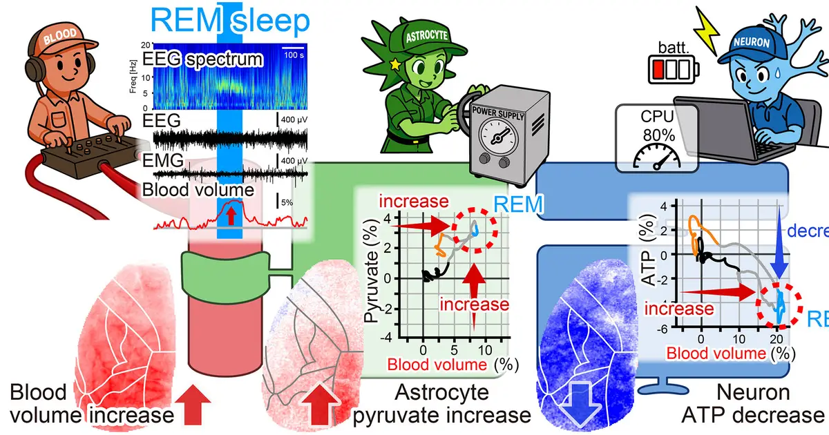 When more blood does not mean more neuronal energy during REM sleep