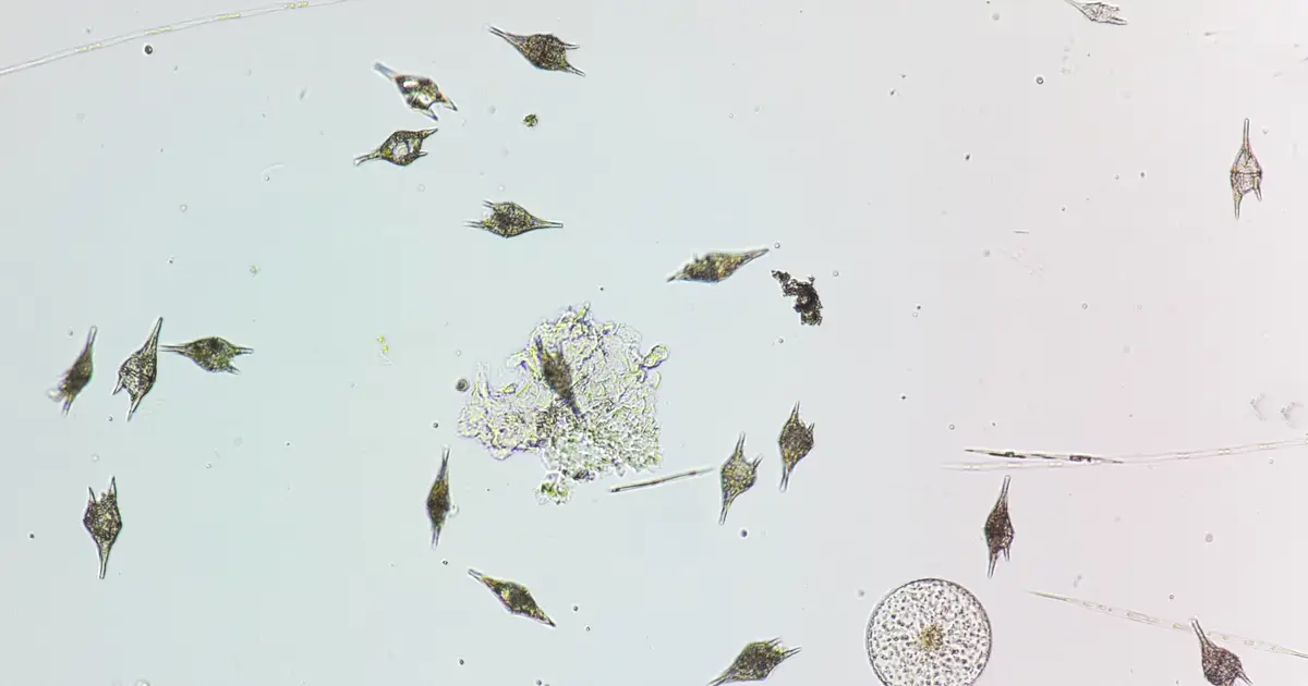 Amazon River plume: Where microalgae go carnivorous to win
