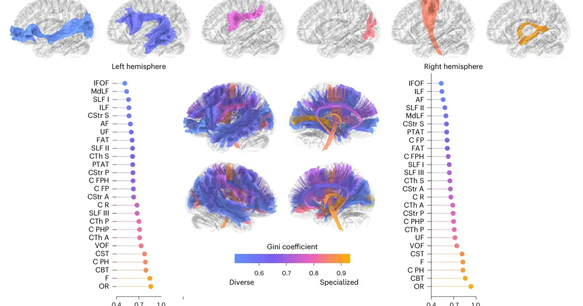 White matter 'bridge' bundles link brain hierarchy levels to broader mental functions