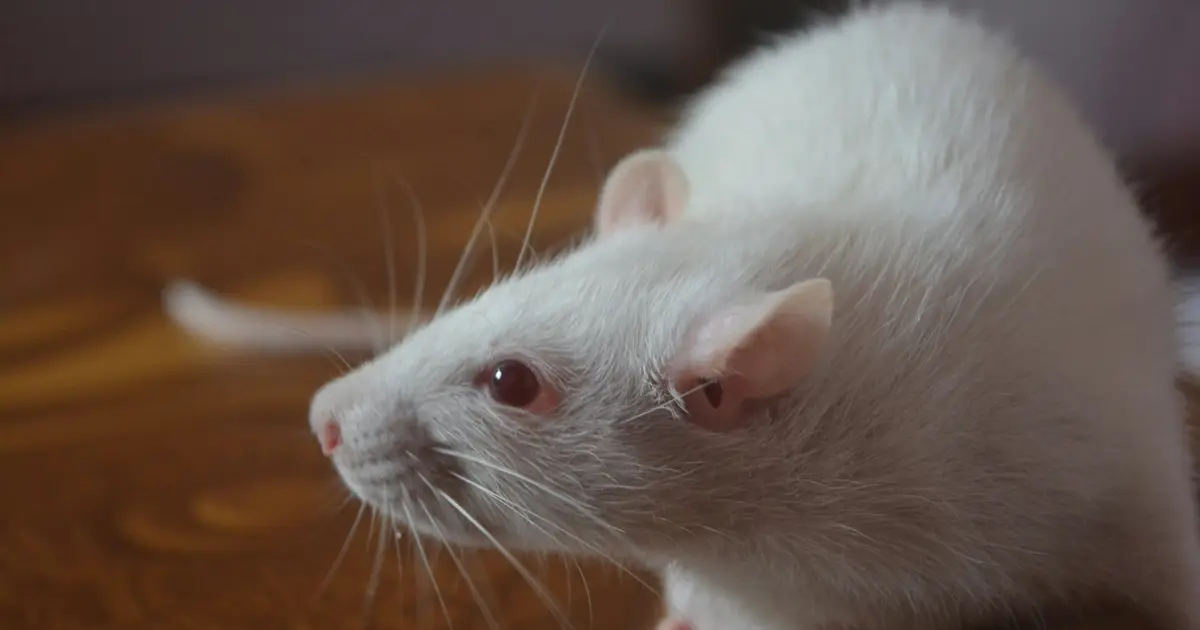 Scientists are growing human brain tissue in living mice—could this make their welfare harder to assess?