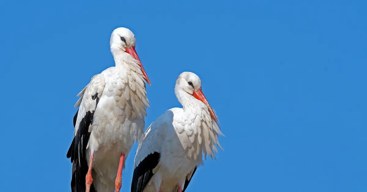 White storks: Why introducing non‑native species in rewilding projects can be a good idea