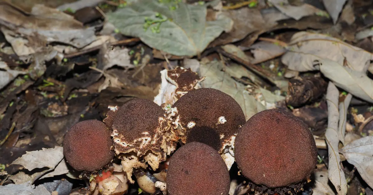 Who are the secret gardeners of a parasitic plant?