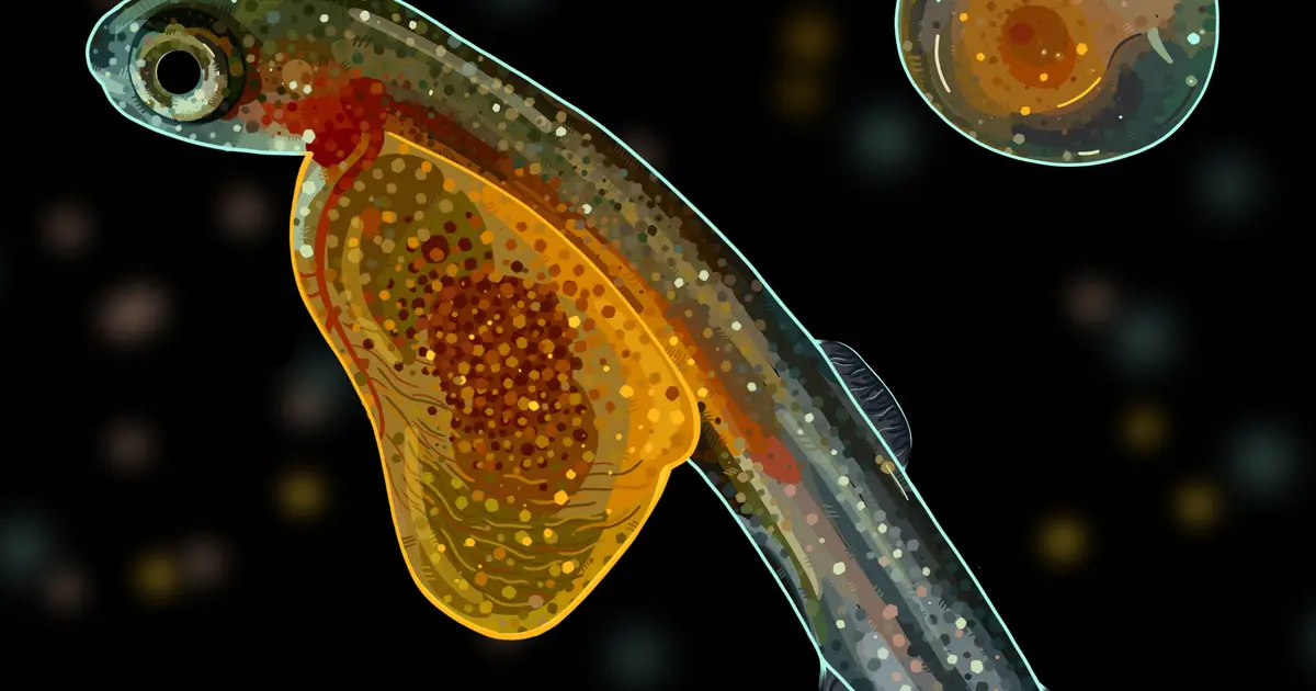 Whole genome duplication shaped the evolution of the salmon family