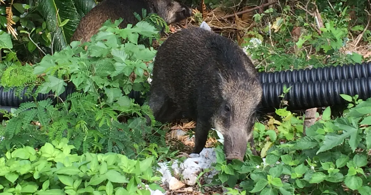 Whole-genome sequencing reveals that Japanese and Ryukyu wild boars share a common ancestor