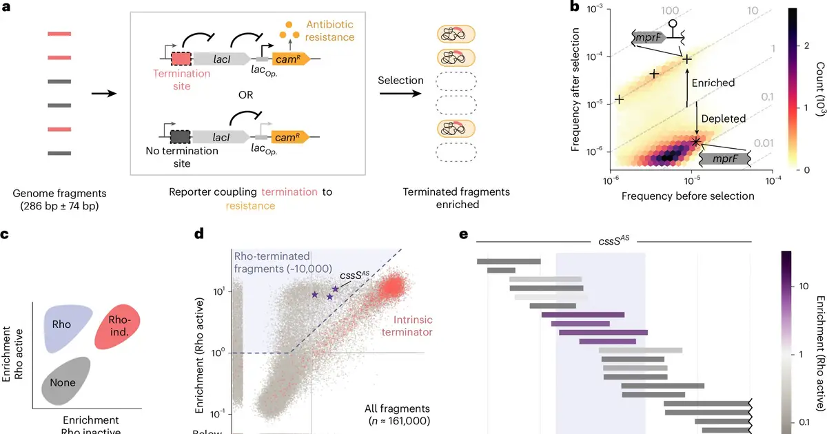 Purine-heavy DNA sequences protect Bacillus subtilis genes from Rho termination