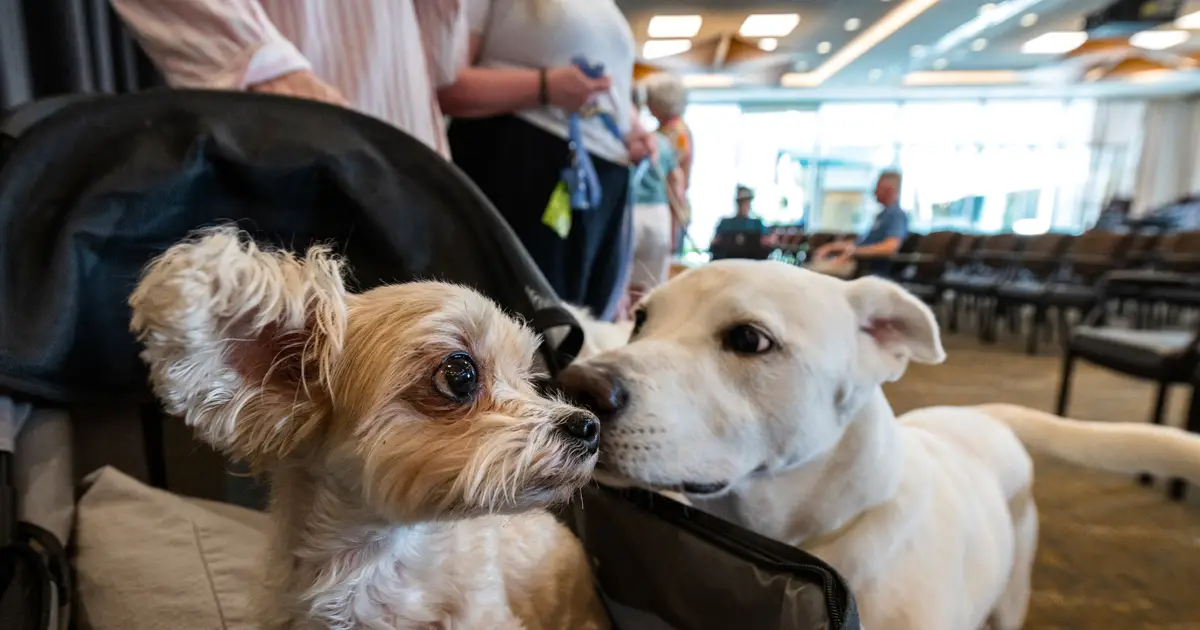 Fading control over 'jumping genes' may explain why big dogs age faster