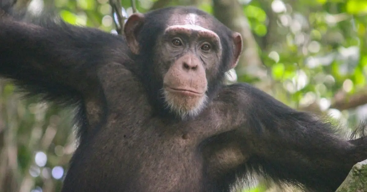 Why do male chimpanzees throw rocks at the same trees for more than a decade?