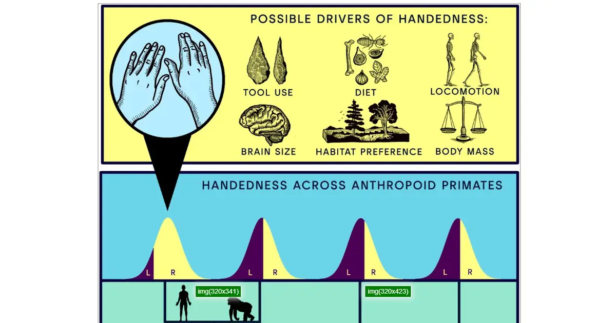 Why is almost everyone right-handed? The answer may lie in how we learned to walk