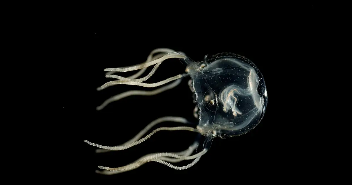 Why jellyfish can't rise to the surface