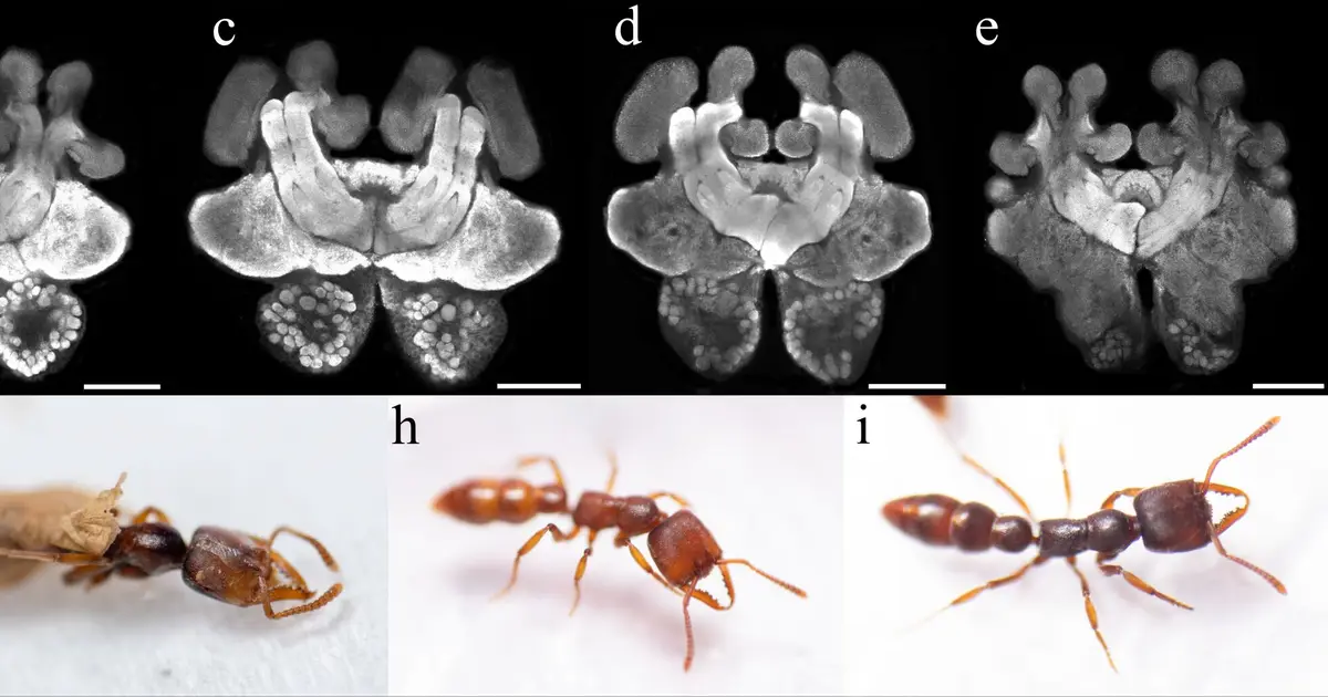 Why some young ants start hunting and caring for others early