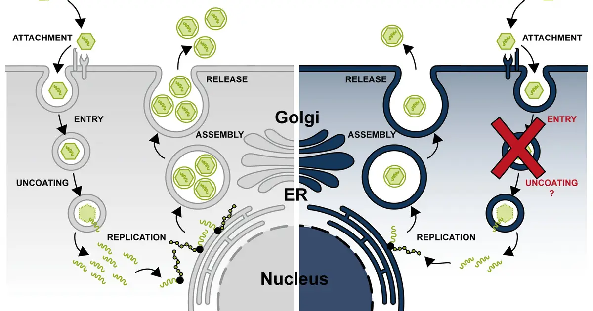 Why the hepatitis E virus cannot infect mice