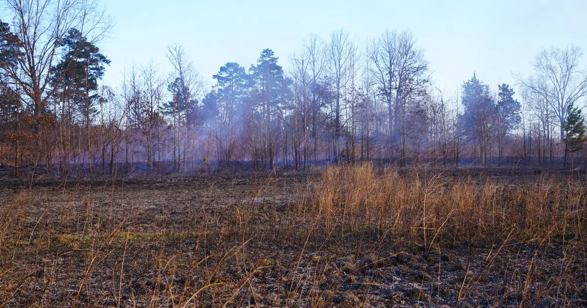 Wild bobwhite quail spotted after habitat restoration project