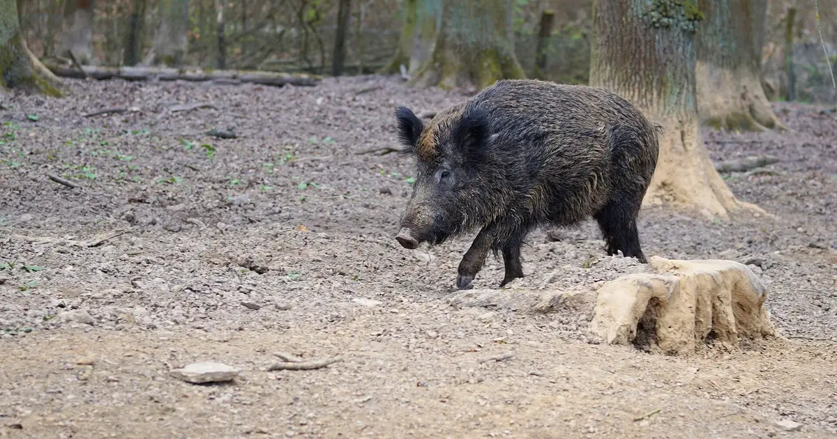 Controlling wild pigs can work if it's a group effort