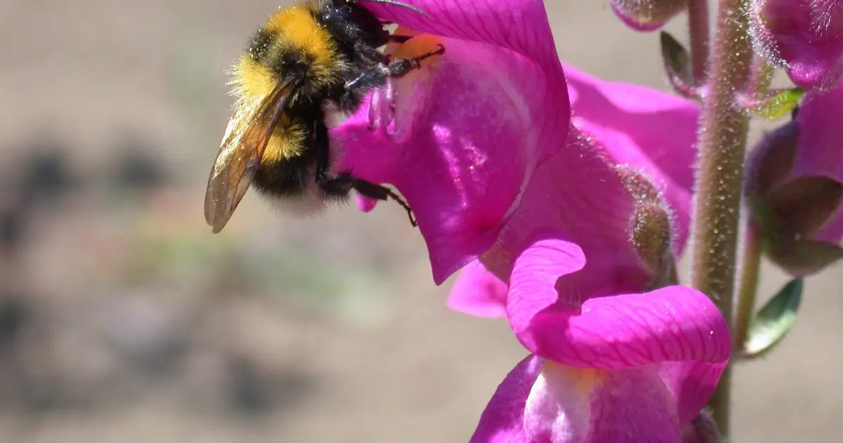 Wild snapdragons paint themselves in subtle shades to attract bees