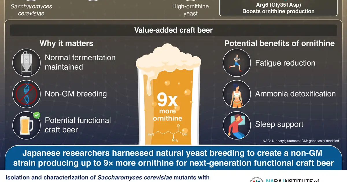 Wild yeast discovery enables non-GM brewing of ornithine-enriched craft beer