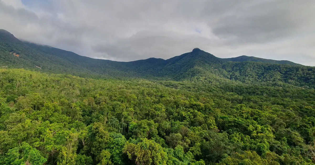Amazon wildfires are generating ozone that weakens surviving trees' carbon uptake
