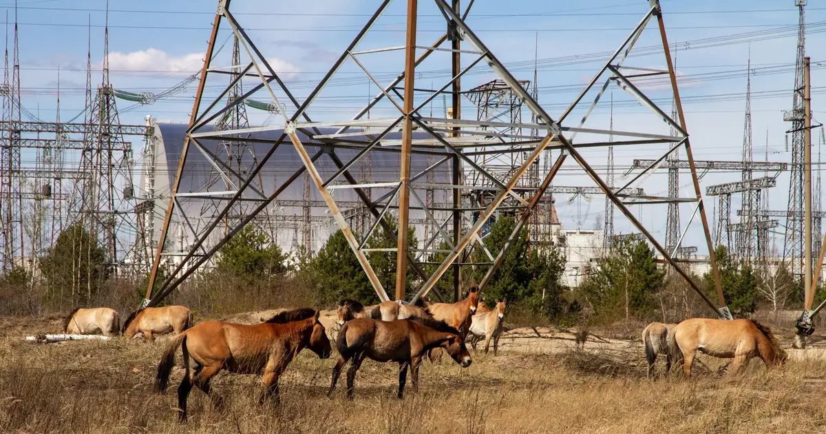 Camera traps reveal Chornobyl wildlife changed routines during Russian occupation