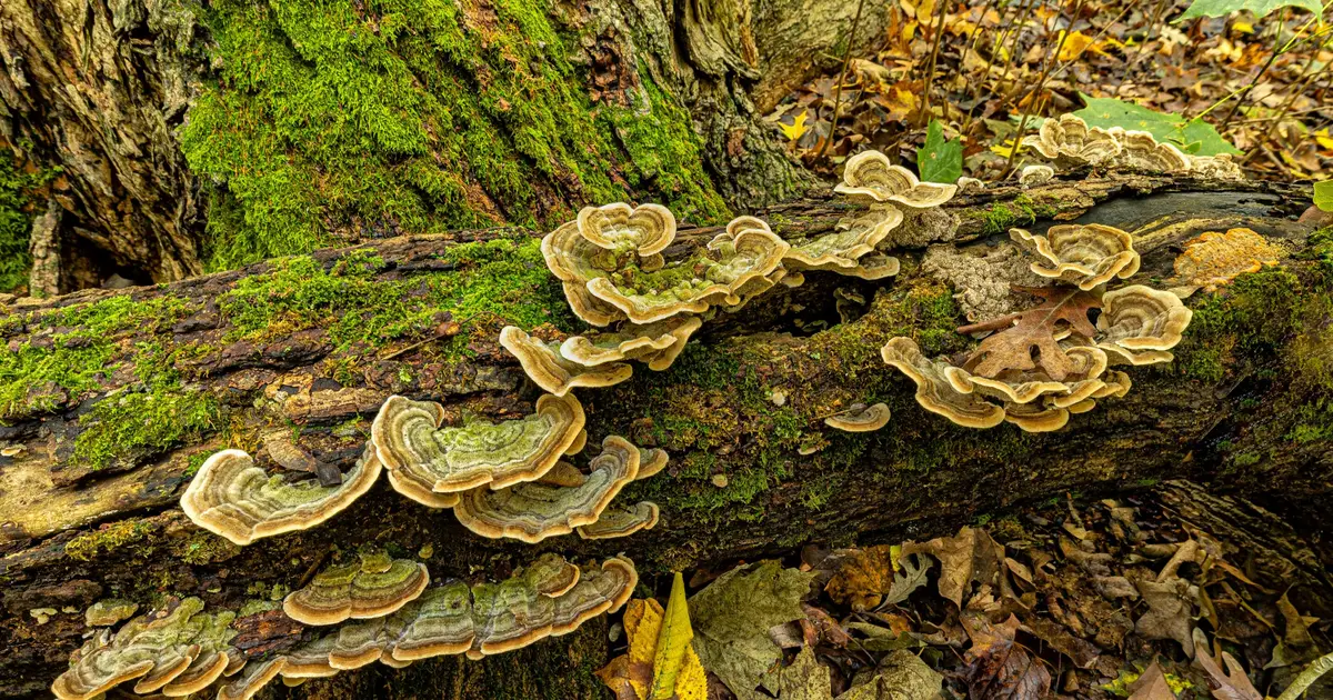How gene swapping helped build the planet's decomposers