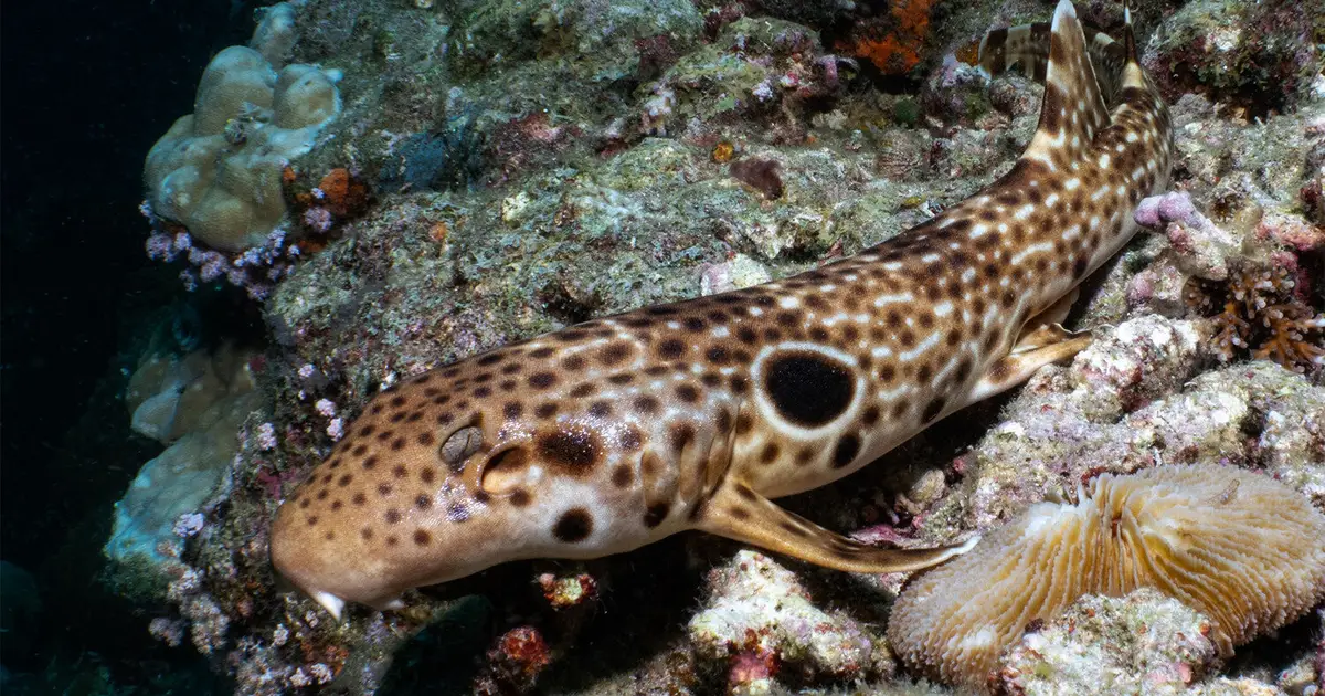 Walking shark discovery reveals new species in tiny Papua New Guinea range
