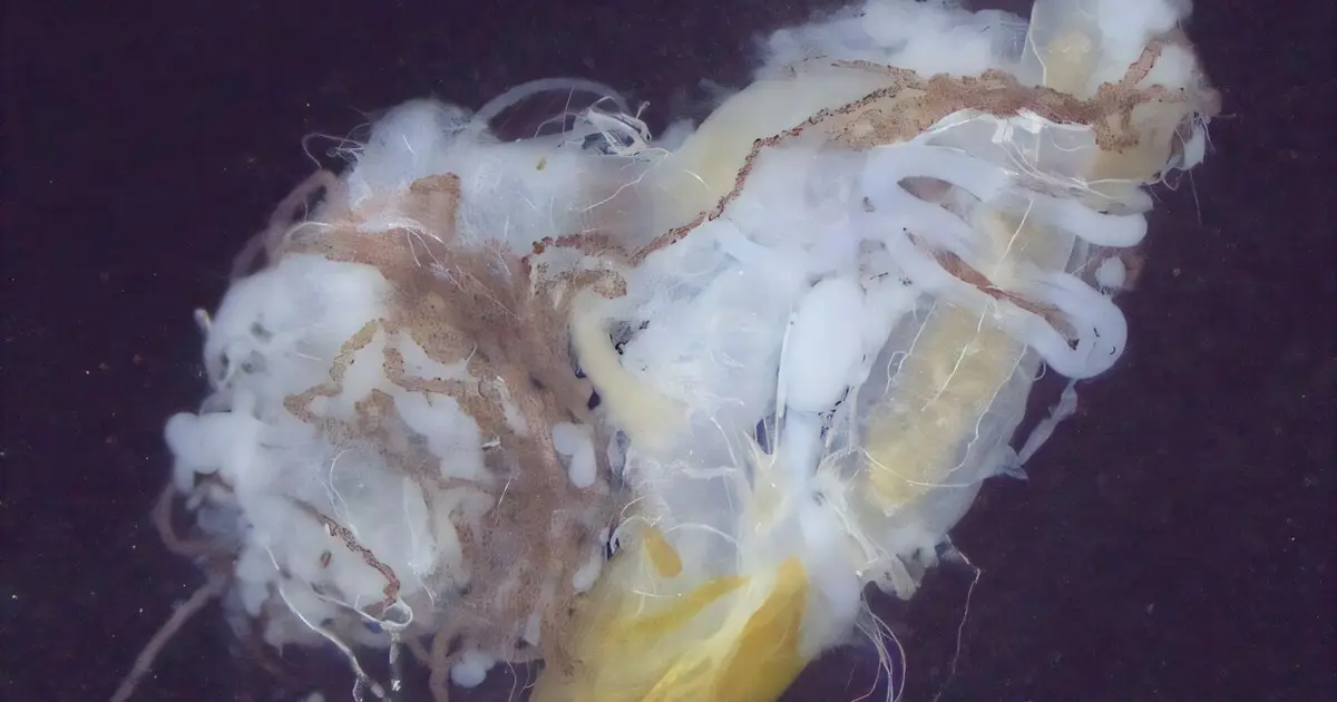 Yellow mealworms mapped anatomically for the first time