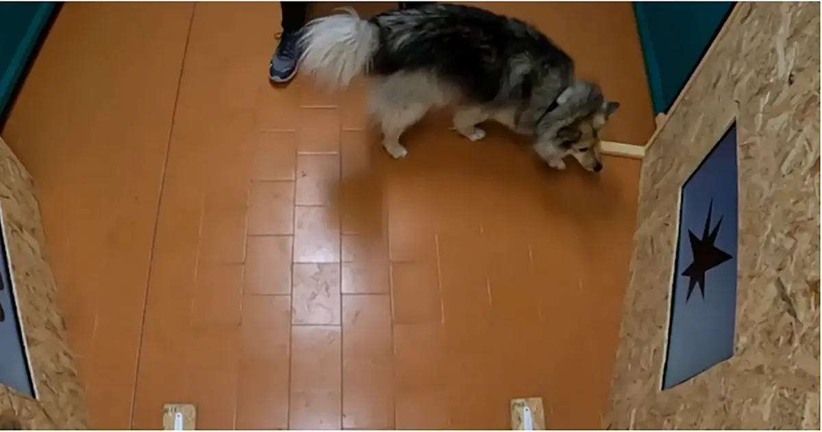 Your dog may link sounds with shapes, just like you do