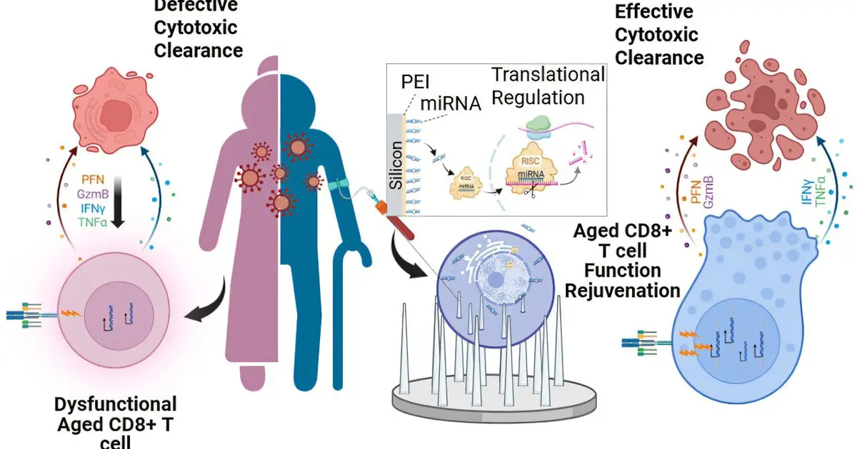 Nanowires restore key functions in aging T cells