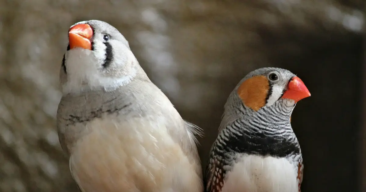 Songbird brains can generate new neurons: Can human brains do the same?
