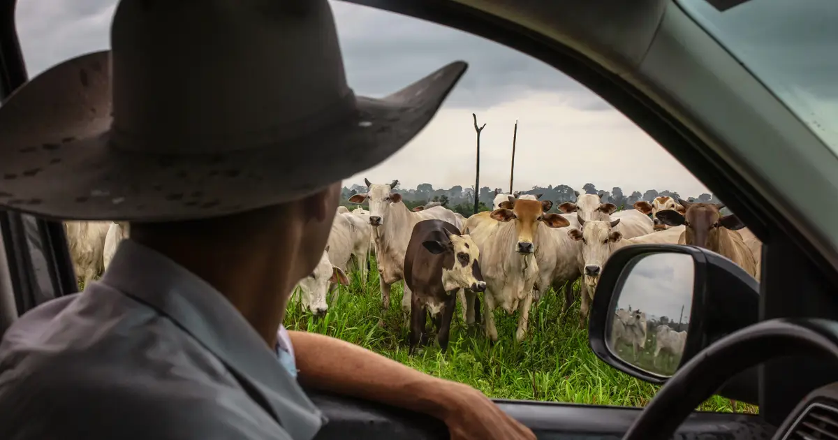 Trump beef import move wont fix the real problem US ranchers are facing