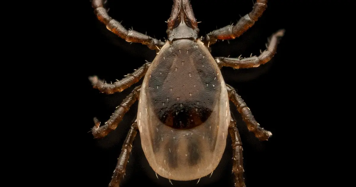 Can We Do Anything About Tick-Borne Diseases Like Alpha-Gal Syndrome?