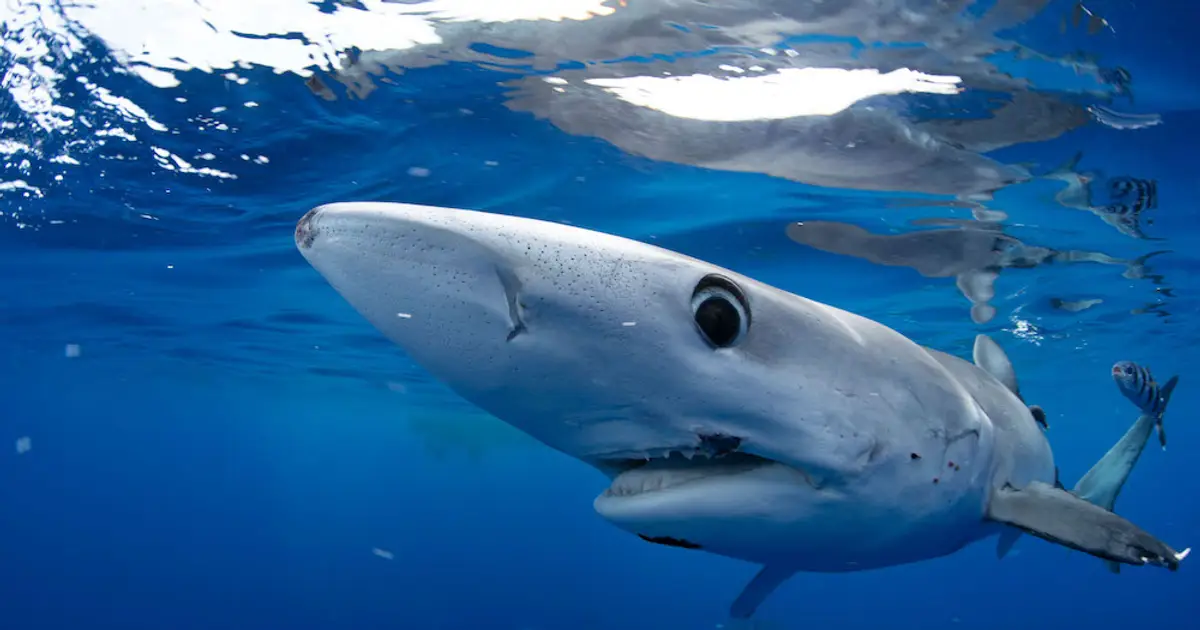 How to Stream Shark Week Live Online Without Cable