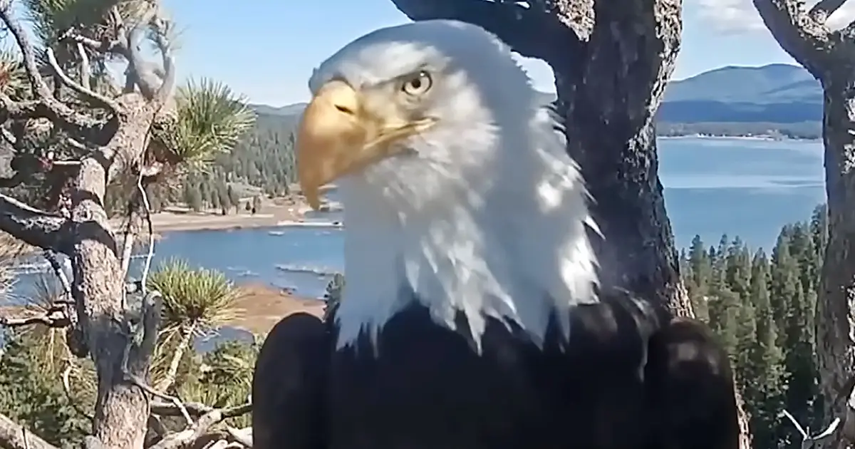 Fans Remember Jackie the Eagle, Who Became a Social Media Star Worldwide: ‘Regal, Fierce, Deeply Devoted’