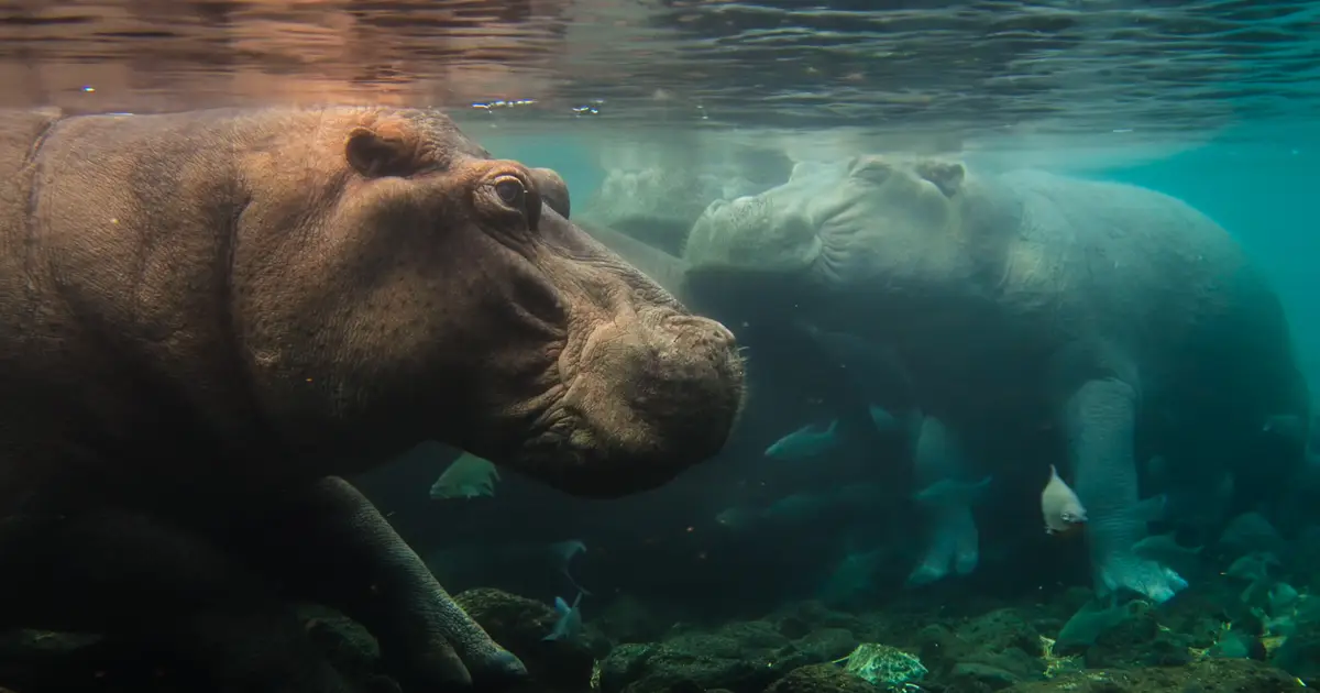 Nat Geo Kicks Off New Multi-Year Doc Franchise With ‘Africa Earth’s Wild Home’